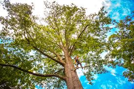 Best Tree Health Inspection  in Fallsburg, NY