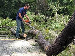 Best Storm Damage Tree Cleanup  in Fallsburg, NY