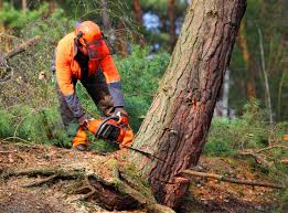 Best Lawn Dethatching  in Fallsburg, NY