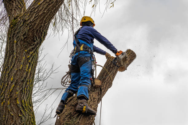 Best Commercial Tree Services  in Fallsburg, NY