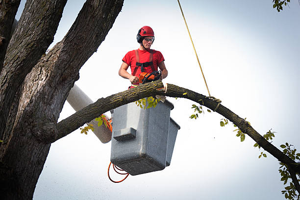 Best Storm Damage Tree Cleanup  in Fallsburg, NY