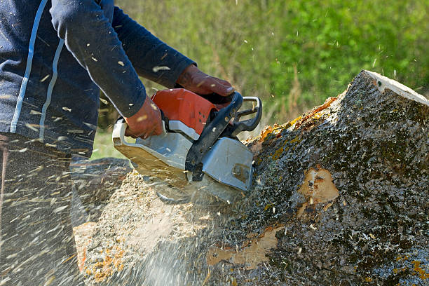 Best Tree Preservation Services  in Fallsburg, NY